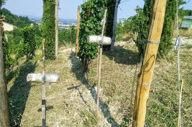 la biodiversité de Gaja