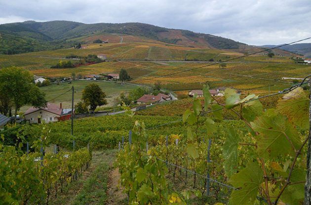 Chateau Thivin, Brouilly, Beaujolais