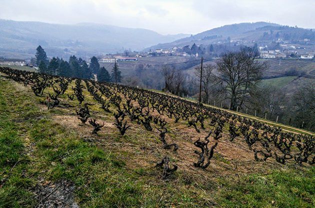 aufranc, beaujolais, jefford