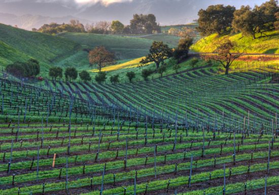 Kalifornia, Winnica Windmill Ranch