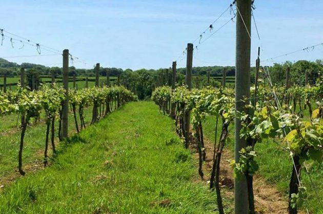chaptalización, bodega de Lyme Bay