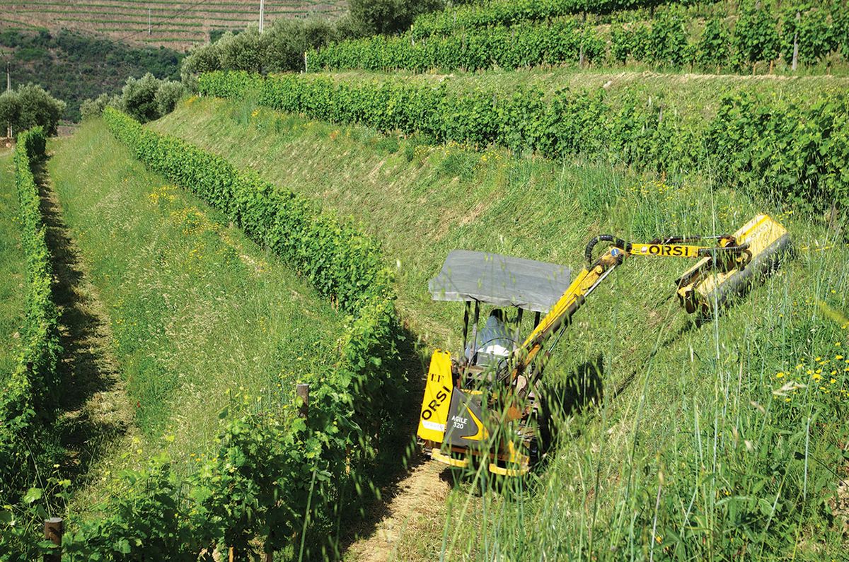 Taylors vīna dārzs Douro