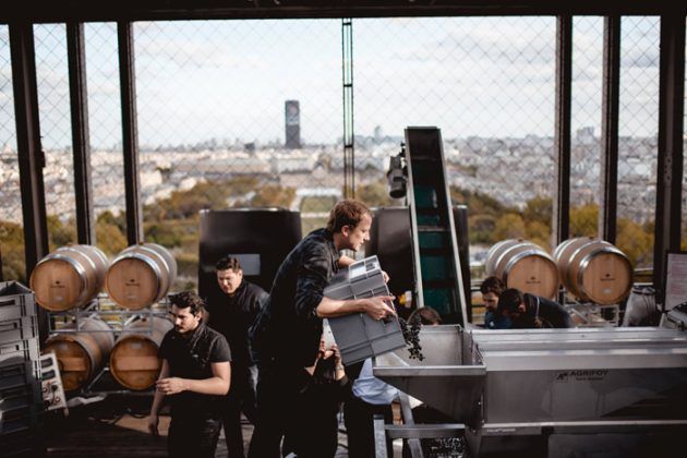 Production viticole de la tour Eiffel