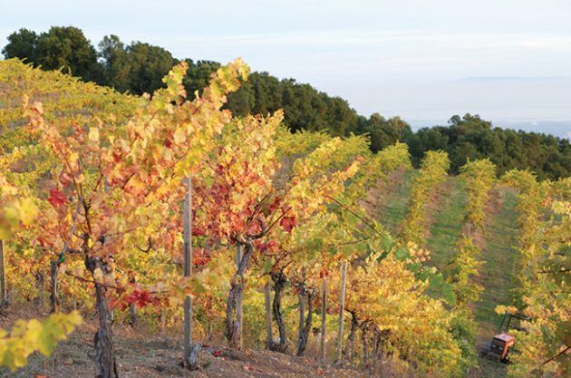 Виноградники Калифорнии