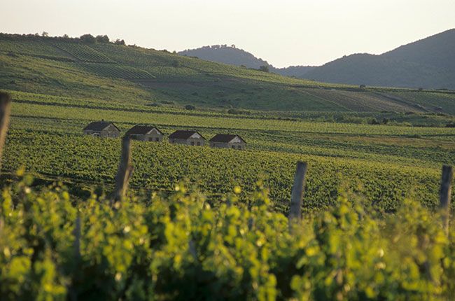 Οι αμπελώνες Tokaj του St Estate