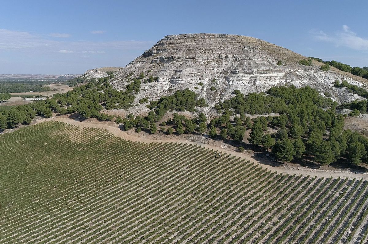 Vinogradi Bodegas Protas