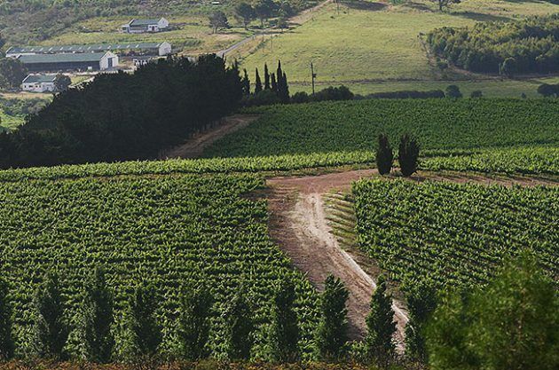 مصانع النبيذ في السماء والأرض ، هاملتون