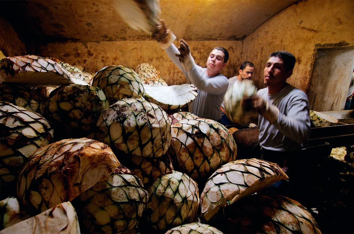 ப்ளூ வெபர் நீலக்கத்தாழை