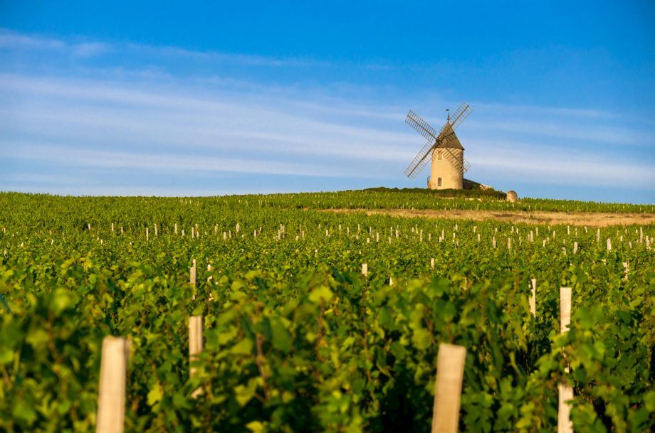 Fets destacats del Moulin-à-Vent 2018: 72 vins tastats i classificats...