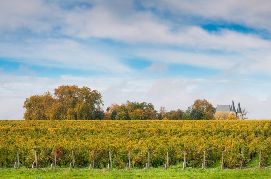 Вина Сент-Жюльена 2019