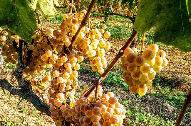 Kava garša, xarel-lo