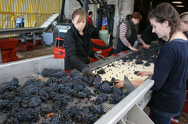 Jefford, clasificando uvas en Bichot