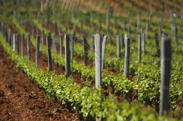 Domaine de la Romanée-Conti 2013