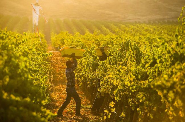 Fotos der kalifornischen Weinernte