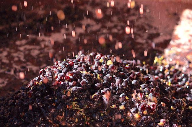 Fotos der kalifornischen Weinernte