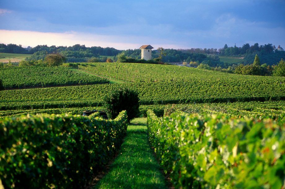 giá trị rượu vang trắng Bordeaux, vườn nho Entre Deux Mers