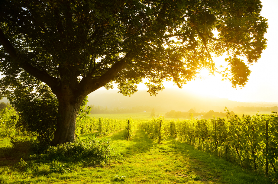 Jefford: Udviklingen af engelsk vin...