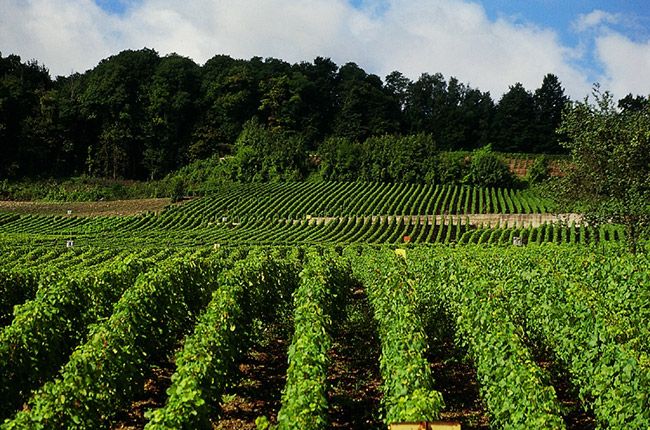 ஷாம்பெயின் க்ரஸ் கட்டுப்பாடு...