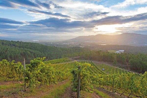 Rías Baixas vyrůstá...