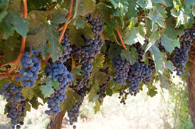 Guía de vinos Cabernet Sauvignon