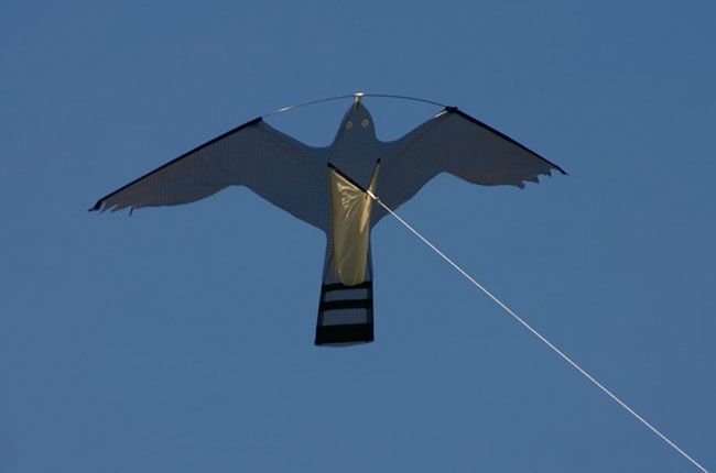 animales del viñedo, cometa halcón