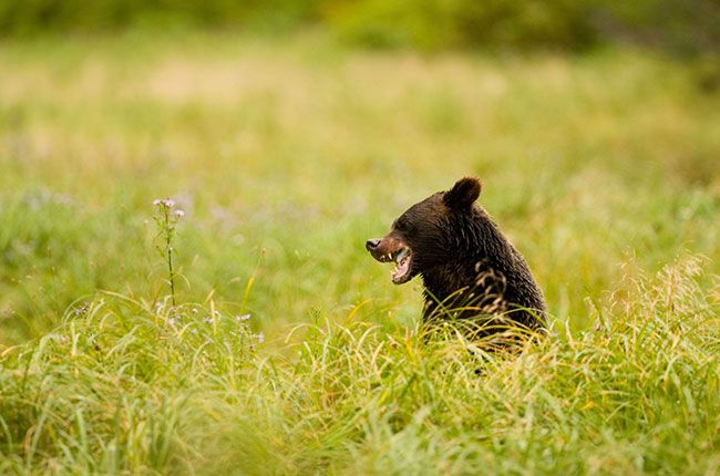 animal de viñedo, oso