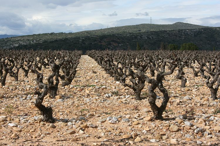 Garnatxa Bushvine, Rosselló