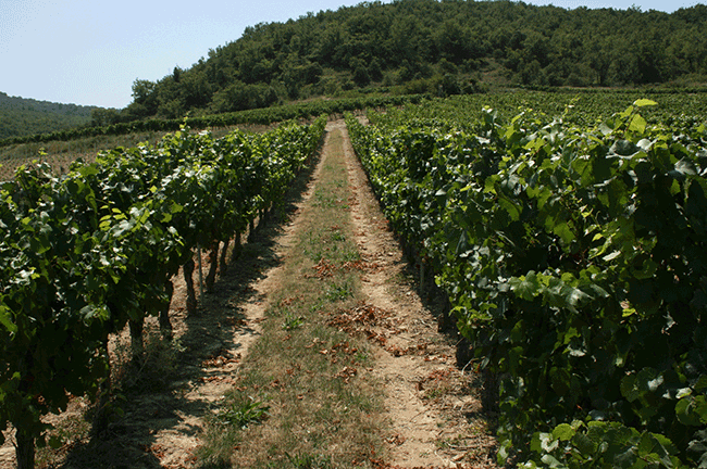 Jefford v pondělí: Sázka na dva miliony lahví - a dále...