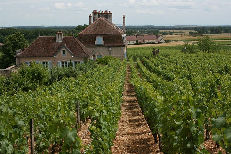 Chardonnay, Cote de Nuits