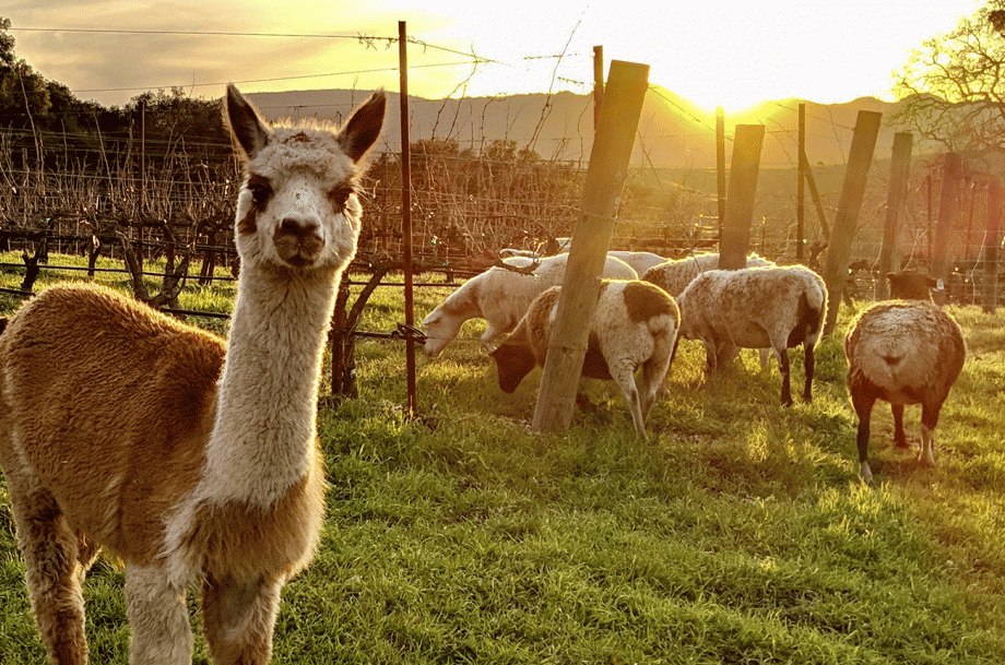 California Syrah: wain Paso Robles dan San Luis Obispo teratas...