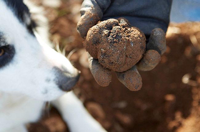 Memburu truffle di Piedmont...