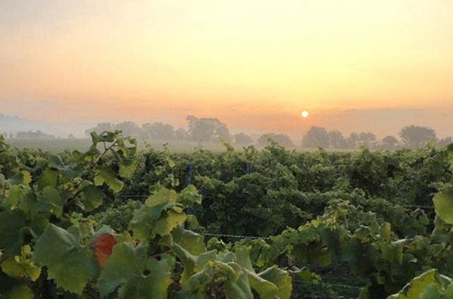 Chapel Down vino, vino inglés