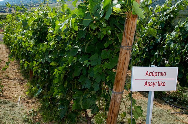 Grško grozdje: na kaj je treba paziti...