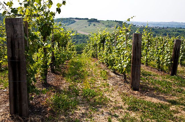 Αμπέλια Barbera.