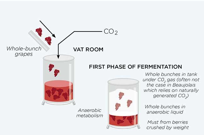 Fermentación del racimo entero