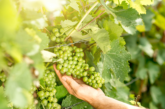 সবুজ কাটা কি? ডেকান্টার জিজ্ঞাসা করুন...