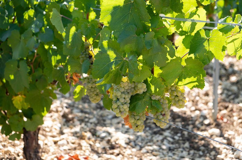 Минералност във виното: Къде сме сега?...