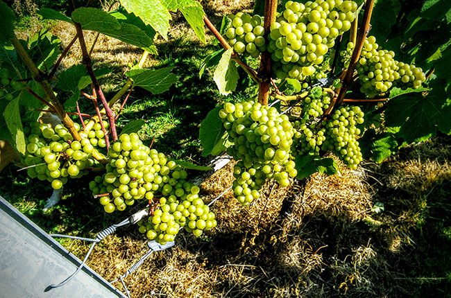 Harry Chardonnay Dağı, İngiliz şarap kalitesi, jefford