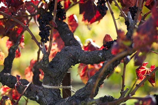 גפן עתיקה ביותר