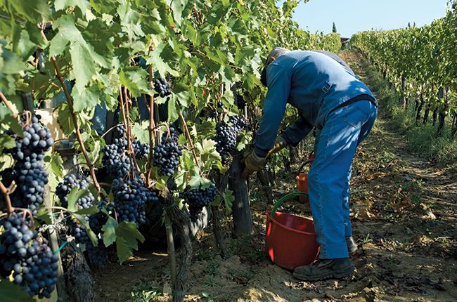 शराब बनाना