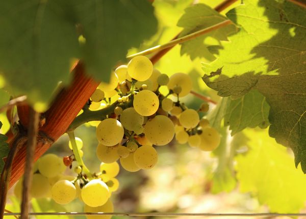 Жътва на Джоузеф Мелот, Лоара