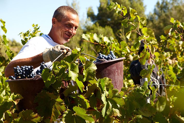 Chateau de Pibarnon akan merilis rosé cuvée 'sepanjang tahun'...