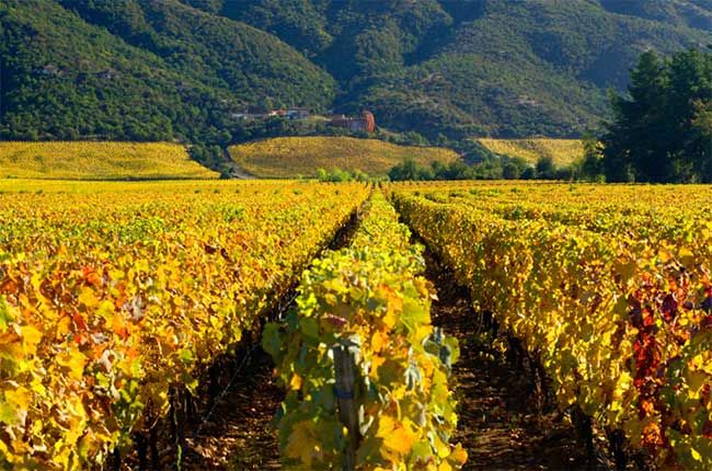 Colchagua Valley, Rapel àrea, Xile