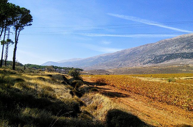 rượu vang của người Lebanon, andrew jefford