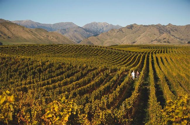 Churton vingård og vingård i New Zealand