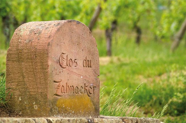 రిబీవిల్లె, అల్సాస్ వైన్