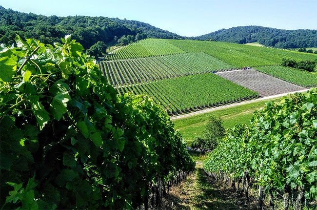 月曜日のジェフォード:ヨーロッパのスクリューキャップ王...