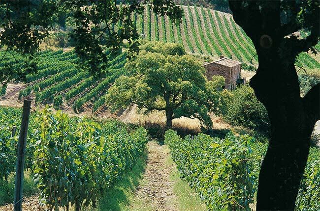 Tenuta San Guido (Sassicaia) vingårdar