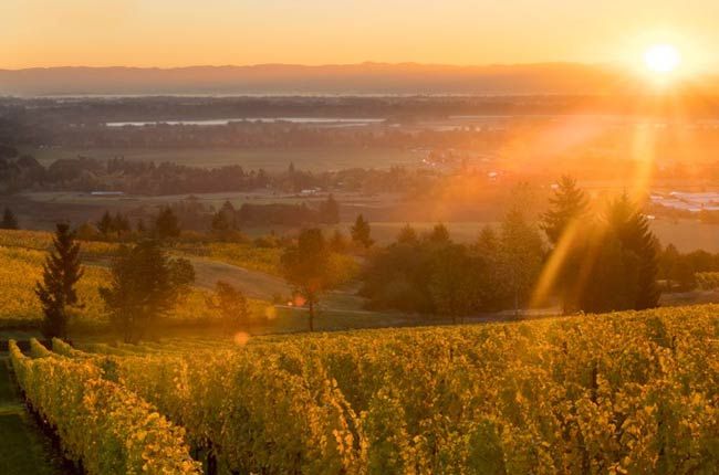 ক্রিস্টম দ্রাক্ষাক্ষেত্র: শীর্ষ ওরেগন পিনোট...
