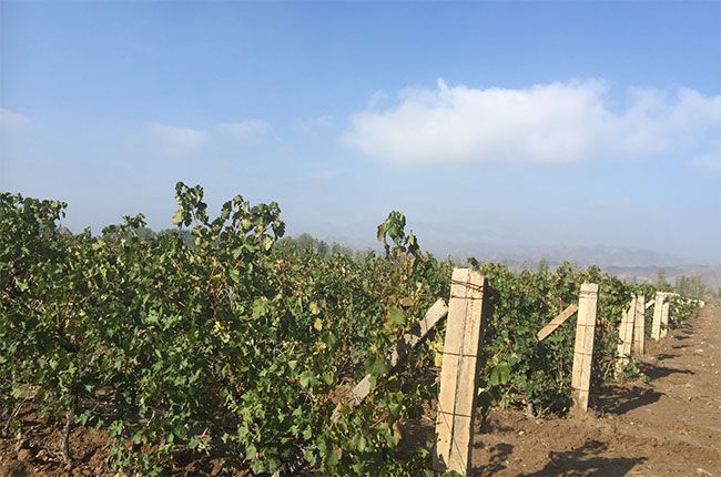 চীন: নিংজিয়া 2017 ফসলটি কেমন দেখাচ্ছে...